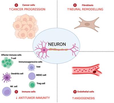 NGF-mediated crosstalk: unraveling the influence of metabolic deregulation on the interplay between neural and pancreatic cancer cells and its impact on patient outcomes